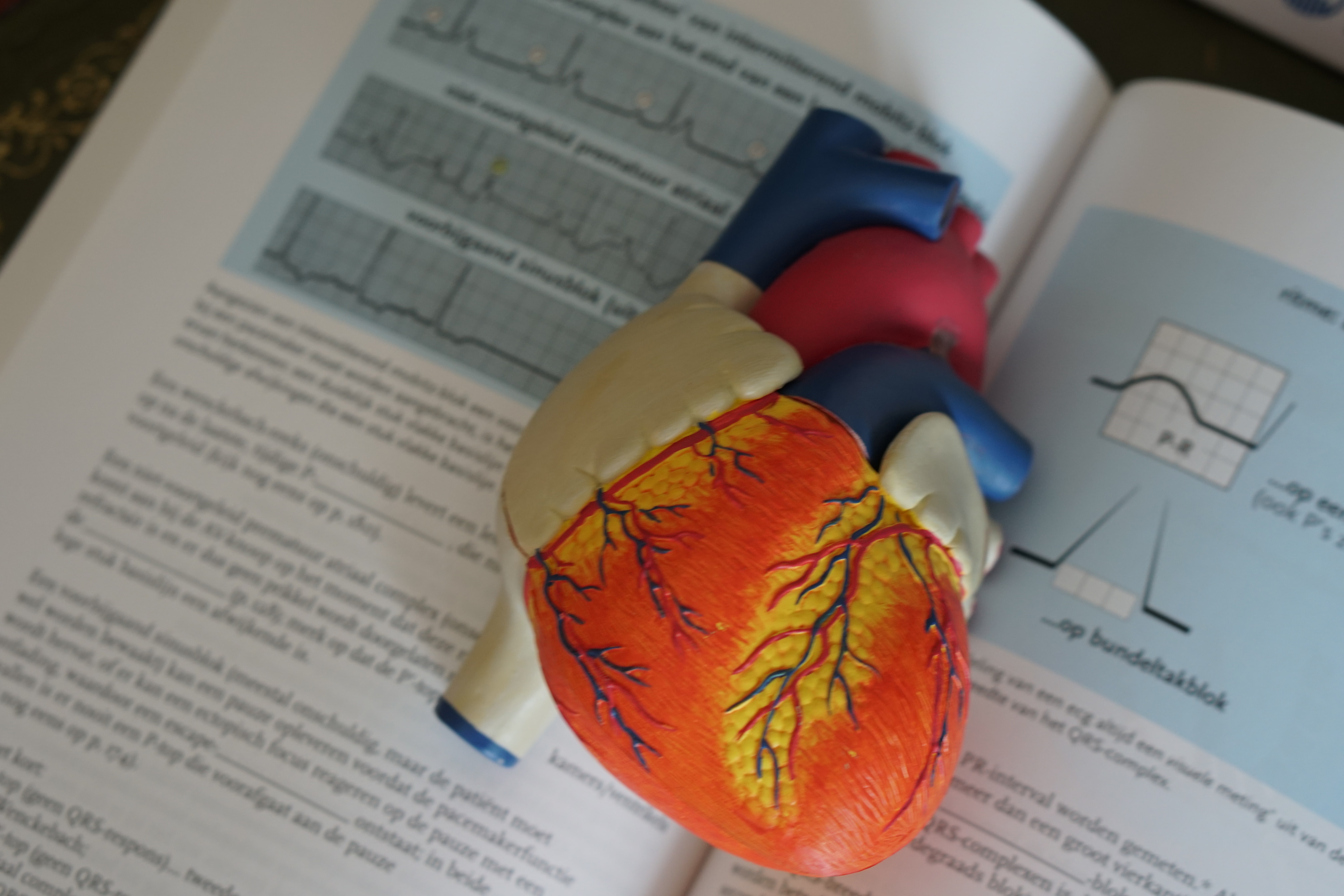 plastic heart model to explain how the heart works to patients