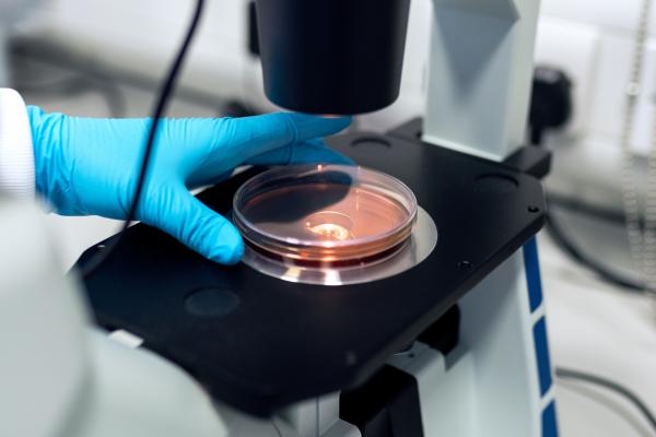 Gloved hands holding a petri dish with red liquid under a microscope