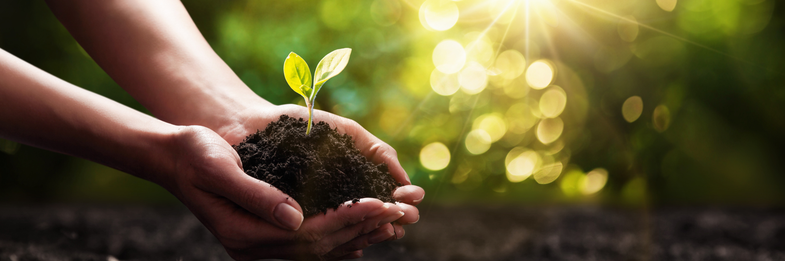 hands holding soil and seedling