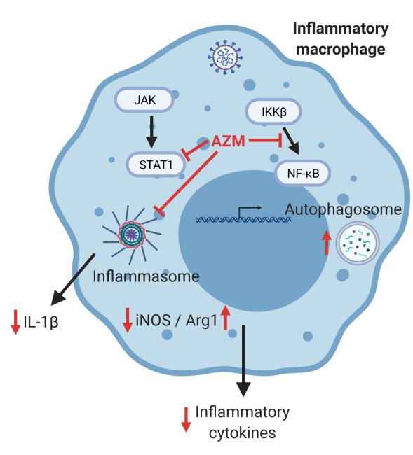 macrophage image