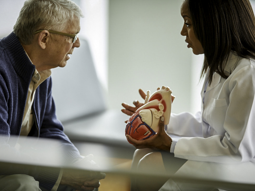 person in white coat holding model heart showing a patient