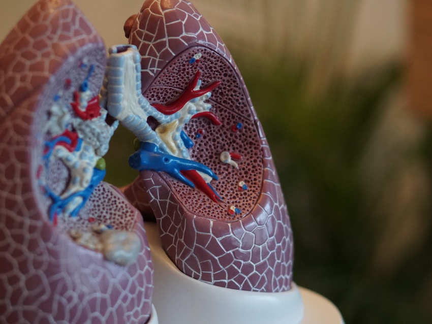 Lung model