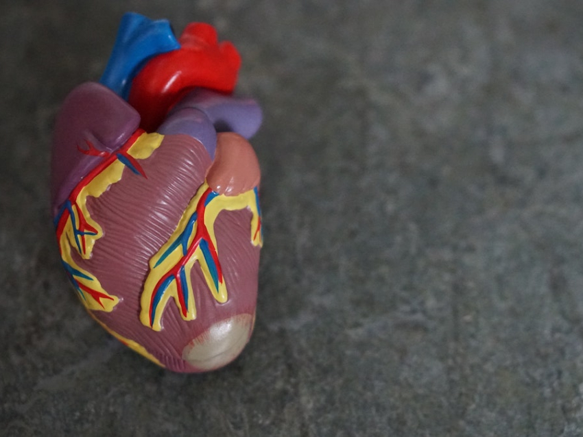 Heart Model