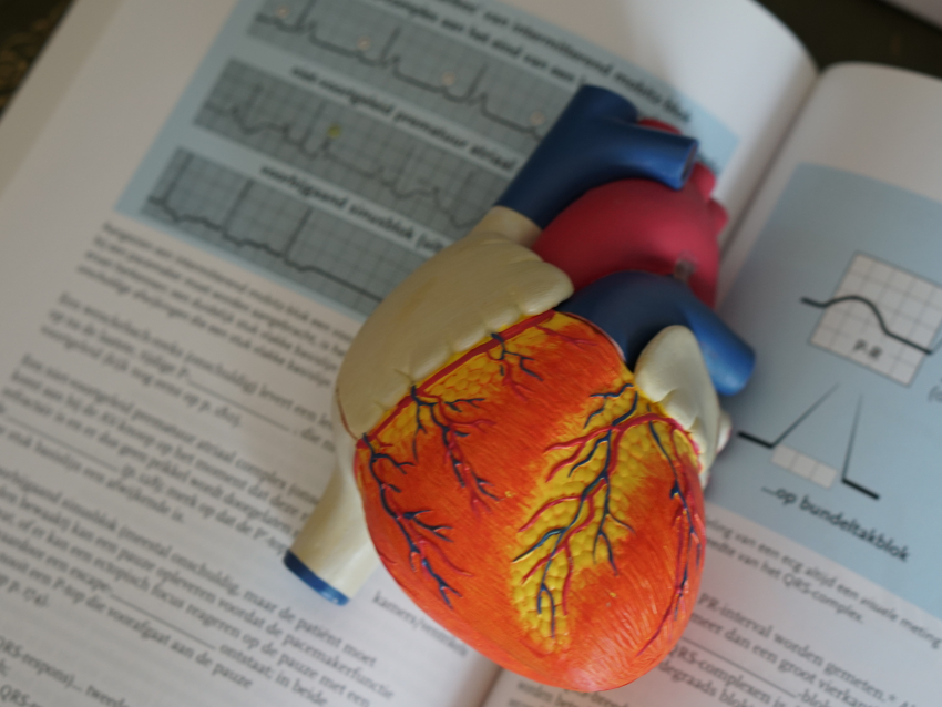 plastic heart model to explain how the heart works to patients