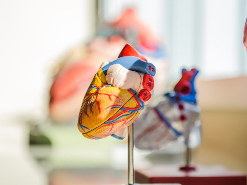 A model heart sits on a counter