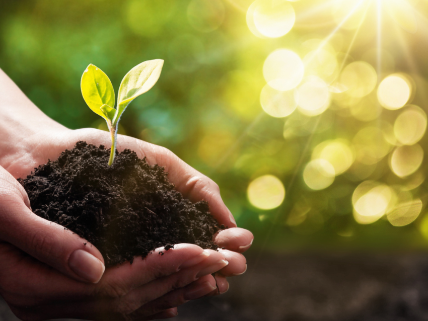 hands holding soil and seedling