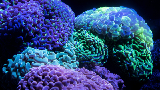 coral reef in autralia